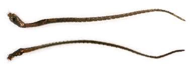 Attēlu rezultāti vaicājumam “Hypochalcia ahenella”