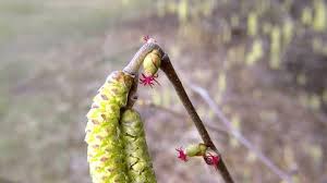 Attēlu rezultāti vaicājumam “Corylus avellana male flower”