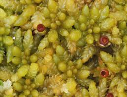 Attēlu rezultāti vaicājumam “Sphagnum centrale”