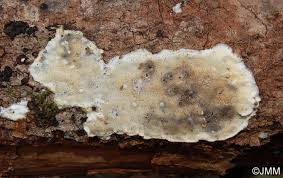 Attēlu rezultāti vaicājumam “Skeletocutis nivea”