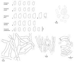 Attēlu rezultāti vaicājumam “Ceriporia viridans”
