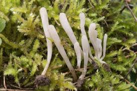 Attēlu rezultāti vaicājumam “Clavaria sphagnicola”