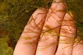 Attēlu rezultāti vaicājumam “Nitella flexilis”