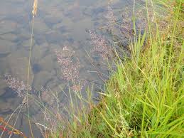 Attēlu rezultāti vaicājumam “Agrostis canina”