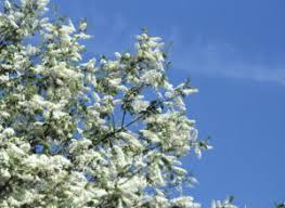 Attēlu rezultāti vaicājumam “Padus avium flower”