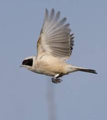 Attēlu rezultāti vaicājumam “Remiz pendulinus adult”