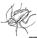Cockroach coloring page
