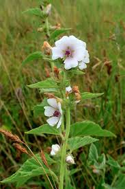 Image result for Althaea officinalis