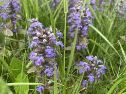 Attēlu rezultāti vaicājumam “Ajuga genevensis leaf”