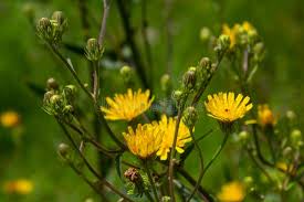 Attēlu rezultāti vaicājumam “Crepis biennis”