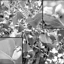 Attēlu rezultāti vaicājumam “Pemphigus borealis”