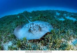 Image result for Himantura uarnak