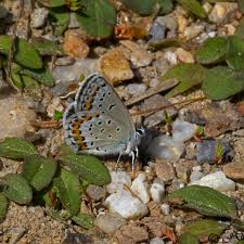 Attēlu rezultāti vaicājumam “Plebejus idas underside”