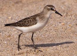 Image result for Calidris pusilla