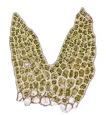 Attēlu rezultāti vaicājumam “Cephaloziella hampeana”