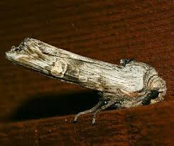 Attēlu rezultāti vaicājumam “Lithomoia solidaginis”