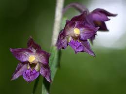 Attēlu rezultāti vaicājumam “Epipactis atrorubens”