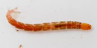Attēlu rezultāti vaicājumam “Chironomidae larvae”
