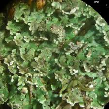 Attēlu rezultāti vaicājumam “Cladonia parasitica”