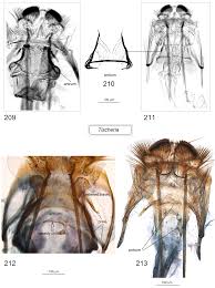 Attēlu rezultāti vaicājumam “Tischeria complanella larva”
