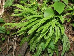 Attēlu rezultāti vaicājumam “Asplenium viride”