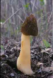 Attēlu rezultāti vaicājumam “Verpa bohemica”