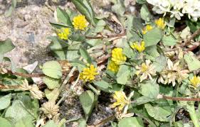 Attēlu rezultāti vaicājumam “Trifolium dubium leaf”