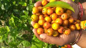 Attēlu rezultāti vaicājumam “Danthonia decumbens fruit”