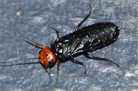 Attēlu rezultāti vaicājumam “Acantholyda erythrocephala”