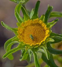 Attēlu rezultāti vaicājumam “Adelphocoris lineolatus imago”