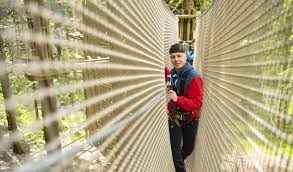 Image result for Go Ape! Whinlatter