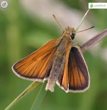 Attēlu rezultāti vaicājumam “Thymelicus lineola male”