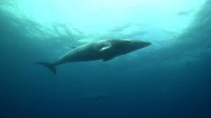 Image result for Balaenoptera acutorostrata