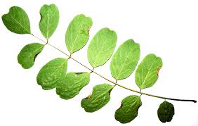 Attēlu rezultāti vaicājumam “Robinia pseudoacacia leaf”