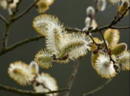 Attēlu rezultāti vaicājumam “Salix cinerea female flower”