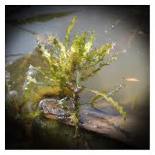 Attēlu rezultāti vaicājumam “Najas marina”