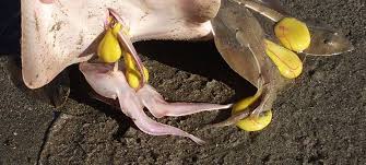 Image result for Acroteriobatus blochii