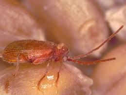 Attēlu rezultāti vaicājumam “Ptinus sp.”