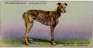 Image result for Reading Greyhound Track