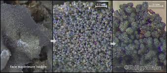 Attēlu rezultāti vaicājumam “Leptogium saturninum”