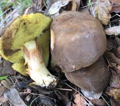 Attēlu rezultāti vaicājumam “Xerocomus subtomentosus”