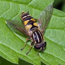 Attēlu rezultāti vaicājumam “Helophilus sp.”
