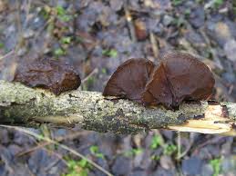 Attēlu rezultāti vaicājumam “Exidia recisa”