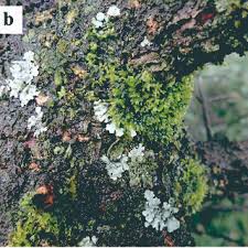 Attēlu rezultāti vaicājumam “Metzgeria violacea”