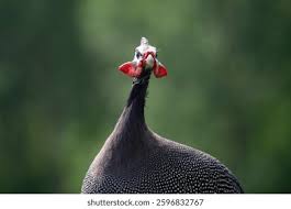 Attēlu rezultāti vaicājumam “Numida meleagris”