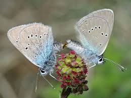 Attēlu rezultāti vaicājumam “Cyaniris semiargus underside”