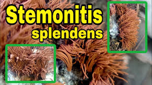 Attēlu rezultāti vaicājumam “Stemonitis splendens spores”