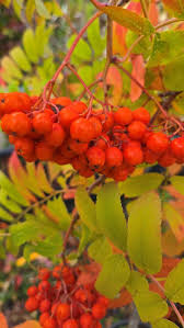 Attēlu rezultāti vaicājumam “Sorbus aucuparia”