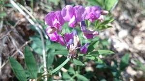 Attēlu rezultāti vaicājumam “Lathyrus japonicus subsp. maritimus flower”