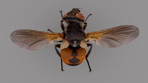 Attēlu rezultāti vaicājumam “Gymnosoma sp.”